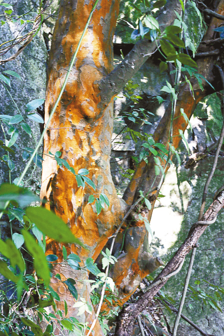 爬山发现黄金树专家称是很好乡土树种