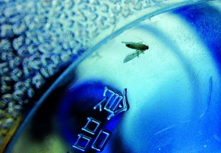 居民桶装纯净水里发现飞蛾 送水工称喝不死人