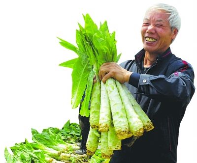 孙女发帖替奶奶卖莴苣续百名蔬菜经纪人采购