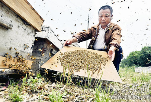 8家蜂场成群蜜蜂抱花粉团死亡 蜂农疑花粉有毒