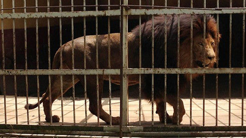 動物園員工清掃時打攪獅子睡覺被咬20分鐘死亡