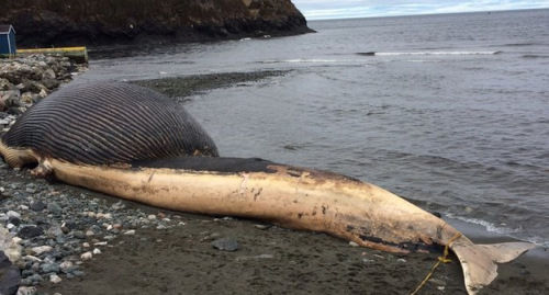 25米长蓝鲸尸体被冲上海岸 头部膨胀如气球(图)