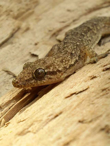 6名农民捕捉1600只壁虎被刑拘涉非法狩猎罪