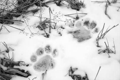 老虎留下的足迹 n14