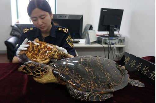 海南商家用開水將玳瑁活活燙死製成標本販賣