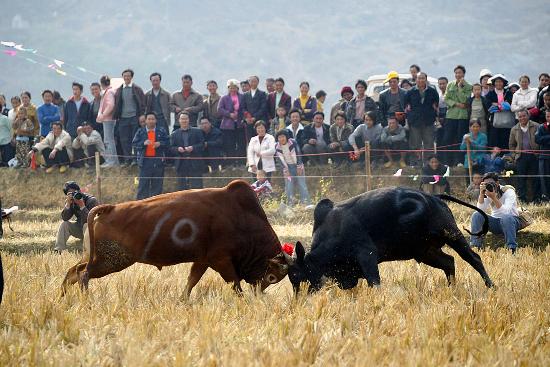 图文:(1)广西凌云县沙里牛王节开幕