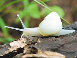 台湾为200余种蜗牛拍摄纪录片(组图)