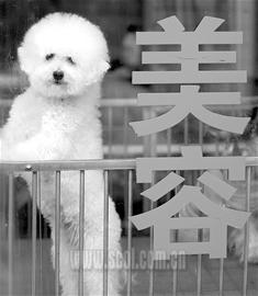 小狗结婚花千元每月相亲10余次(组图)