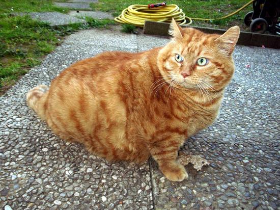 组图意大利第一肥猫体重达16公斤