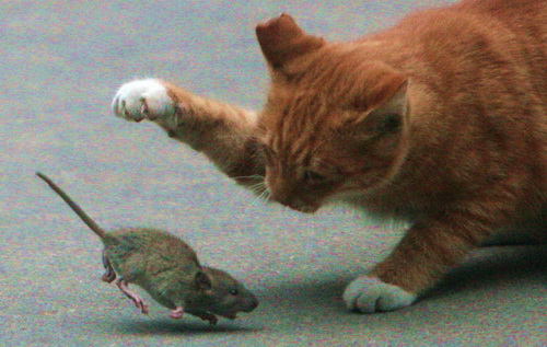 猫捉老鼠经典图片图片