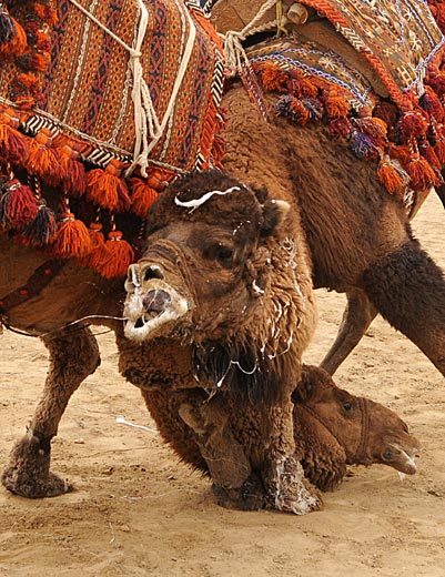 组图阿富汗举办斗骆驼大赛迎新年