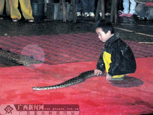 5岁男孩街头表演斗蟒蛇被禁止(组图)