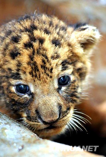 新华社记者 郭程 摄这是在海南热带野生动植物园诞生的虎狮兽宝宝(9月