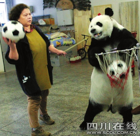 世界仅存会表演杂技熊猫归葬成都组图