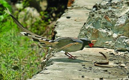 记者拍下红嘴蓝鹊捕食蛇全程组图
