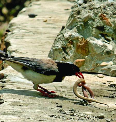 记者拍下红嘴蓝鹊捕食蛇全程组图