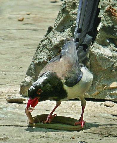 记者拍下红嘴蓝鹊捕食蛇全程组图