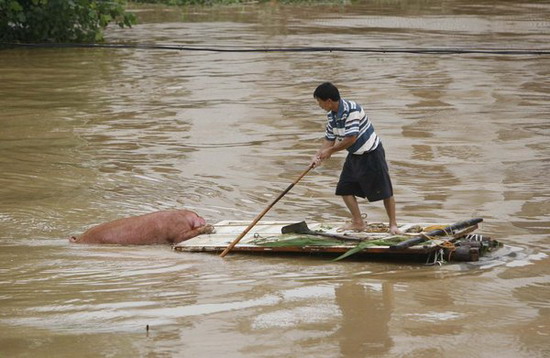洪水中救猪图片