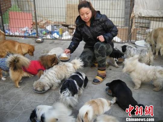 女子放弃生意专职救助近百只流浪狗(图)