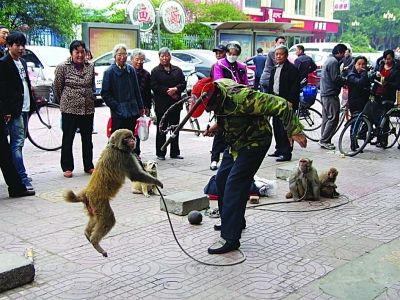 猴子街头用木棒敲耍猴人(图)