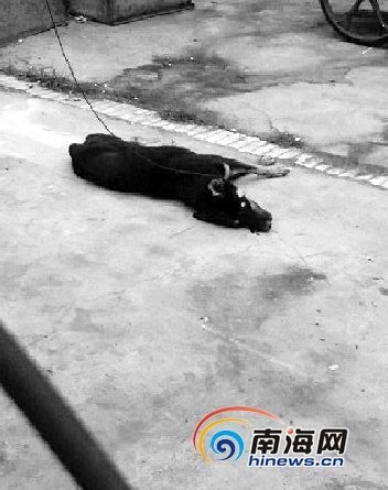 狗被打死狗被吊起三亚实验中学部分校警承认驱赶过狗,但称对虐狗一事