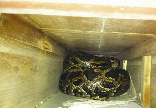 居民打扫屋舍在神台抽屉发现55斤重大蟒蛇(图)