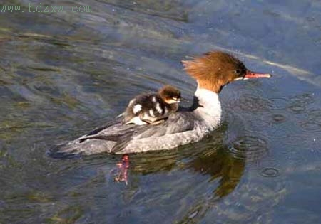 鸭妈妈背小鸭过河