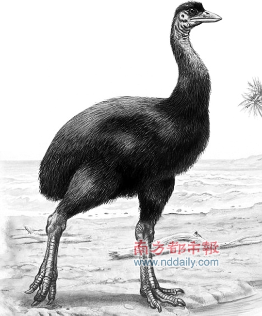 化石化蛋壳中提取出dna 这项前所未有的成果标志着人类对已灭绝鸟类基