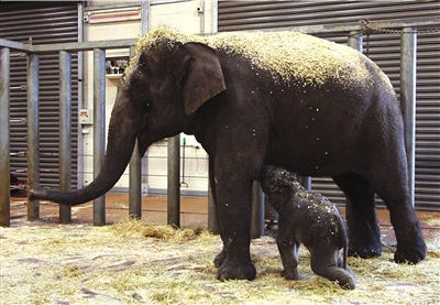 大象宝宝死而复生