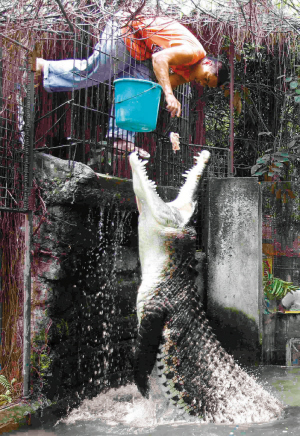 6月4日,一名饲养员在菲律宾首都马尼拉的马拉邦动物园给鳄鱼喂食