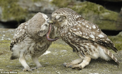 摄影师拍下英国最小猫头鹰白天捕食喂宝宝情景