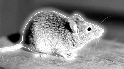 清扫人员日前在该基地发现多处含有放射物的老鼠排泄物.