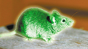 美国核工厂发现含放射物质老鼠 民众担心变异