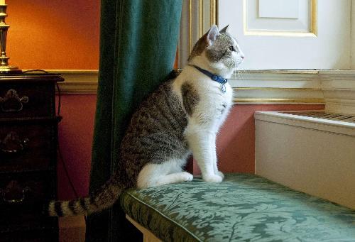 英国"第一猫"拉里入住首相府 外表可爱专司捕鼠