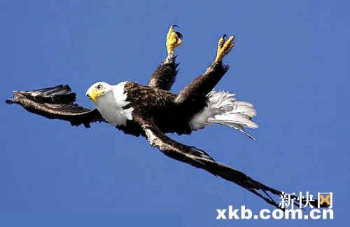 老鹰秀特技空中翻筋斗