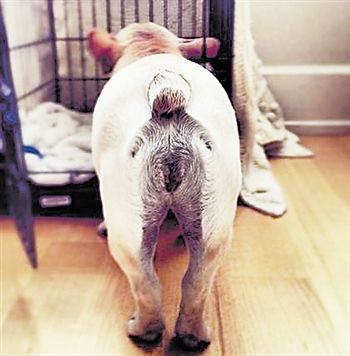 天线宝宝"附体"狗身