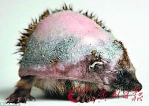 刺猬跌进下水道尖刺遭清洁剂腐蚀