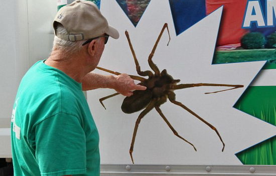 美家庭新买住房发现6千只毒蜘蛛 获赔47万美元