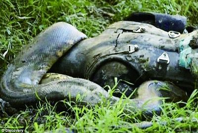 蛇吞活人遭吐槽 探索出个笑话 播出数分钟遭网友调侃 宠物狗咬手指也