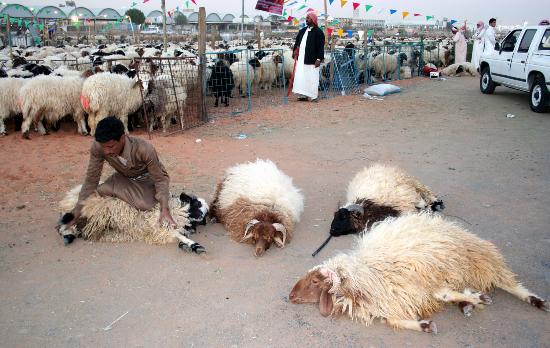 开始准备宰牲节(2)12月15日,在沙特阿拉伯首都利雅得的一个活羊集市上