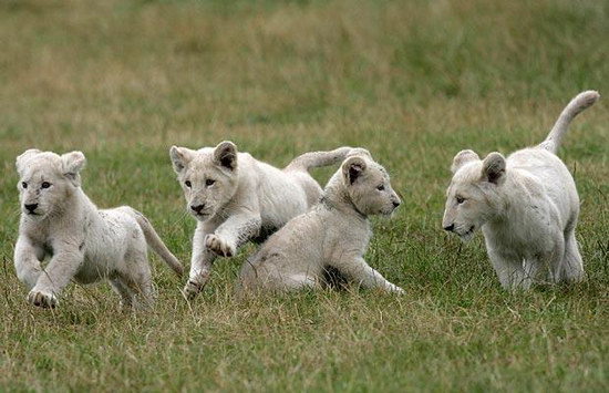图文6只小白狮分别为5男1女