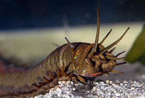 组图:巨型蠕虫袭击英国水族馆珊瑚虫