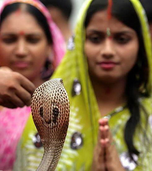 7月26日,印度北部城市阿拉哈巴德,印度妇女向眼镜蛇膜拜.