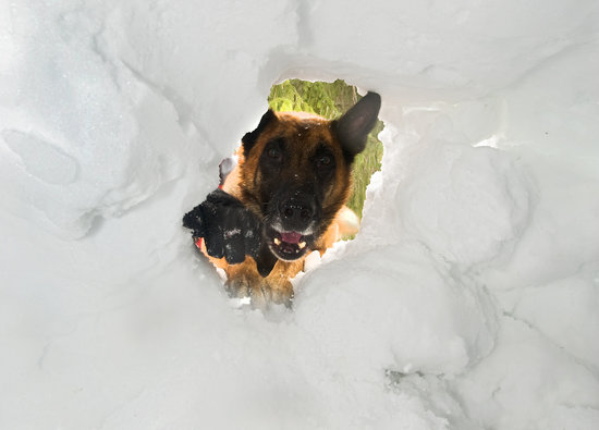 组图奥地利搜救犬参加雪崩搜救演练