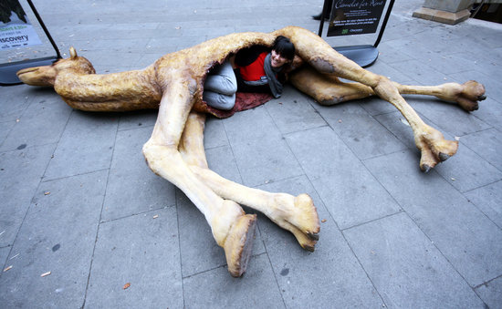 组图:悉尼展出骆驼尸体"房屋"