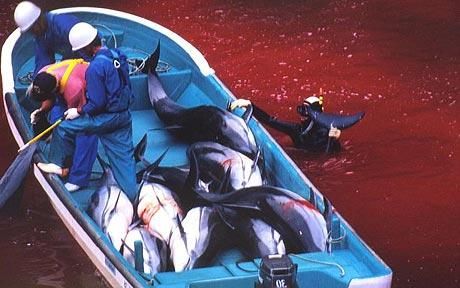 日本渔村进入捕鱼季大规模屠杀海豚图