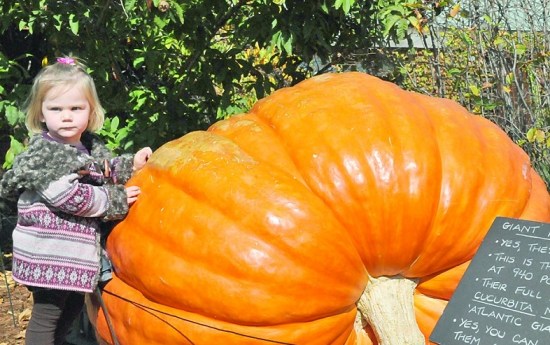 美国芝加哥展出约426公斤重巨型南瓜(图)