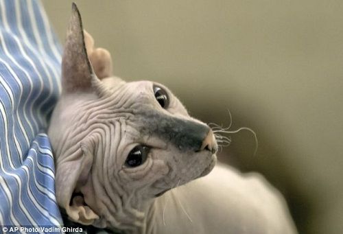 美的是内在:最丑猫现身国际猫咪选美比赛(图)