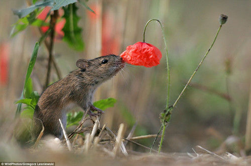 摄影师呈现完美动物照 老鼠"嗅闻"小红花(图)
