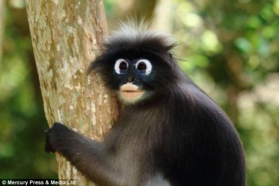 据外媒23日报道,在泰国康卡沾国家公园有一种面相特别的猴子,它们眼睛